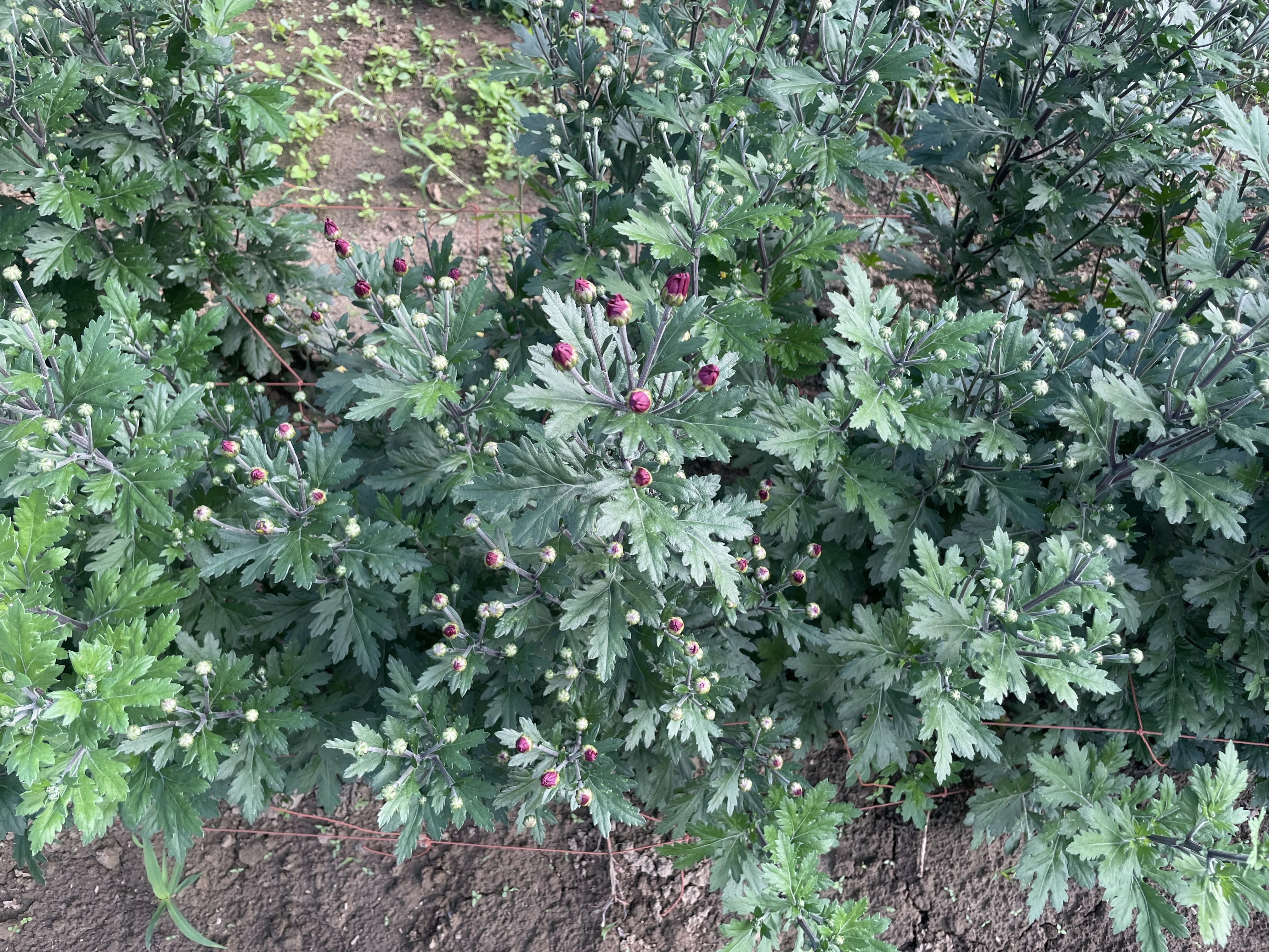 長野県・信州で育てるT.Tファームの小菊